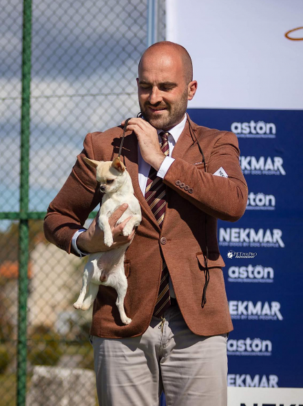 Bale Dog Shows, Croatia, 09/10.04.22 - I'm a Dream Chihuahua