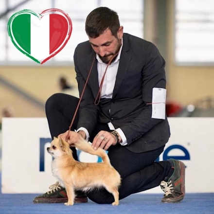 New Italian Champion - I'm a Dream Chihuahua